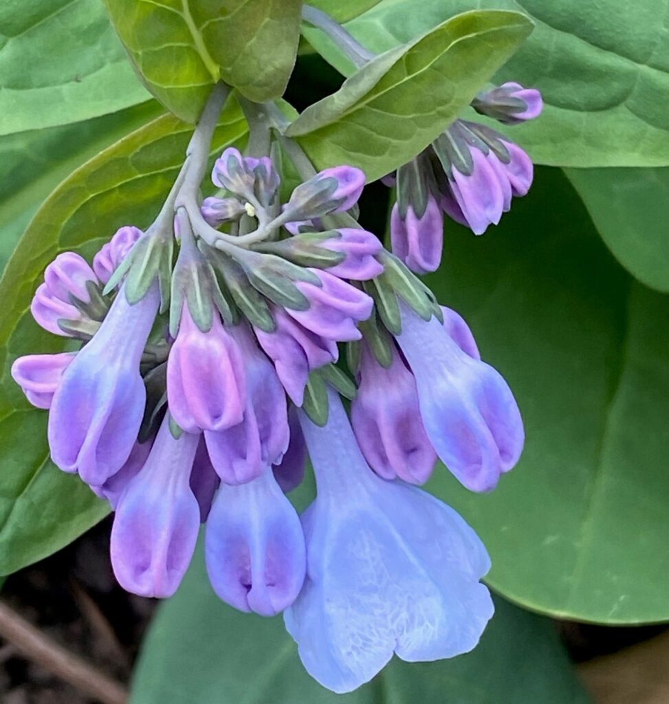 Scorpiod cymes of native Mertensia virginica (Virginia bluebells) in April.