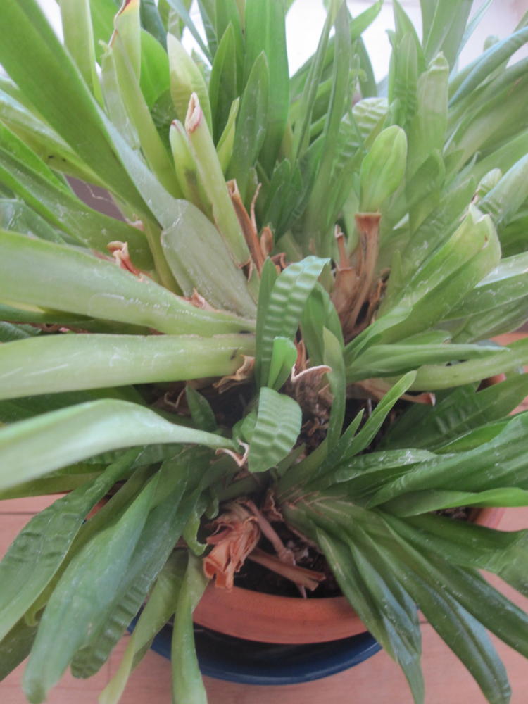 The Miltonia showing wavy leaves that would like more humidity