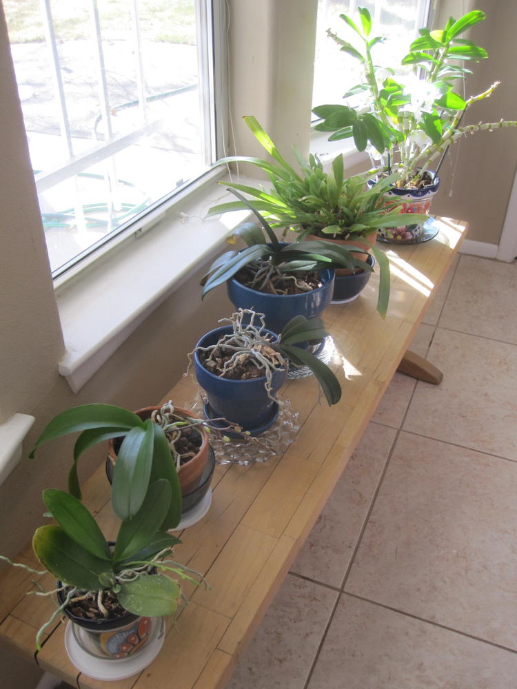 My orchid bench with south-facing sun