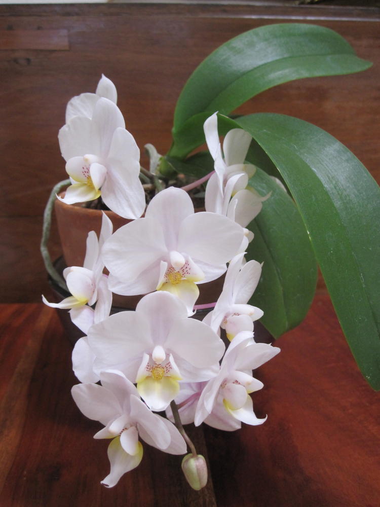 Phalaenopsis in full bloom.