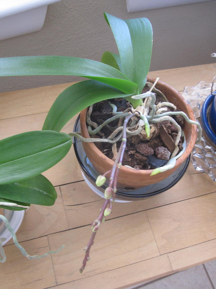 Phalaenopsis getting ready to bloom
