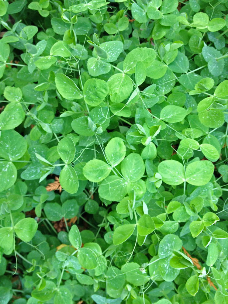 Field Peas (Pisum sativum subsp. arvense) foliage.