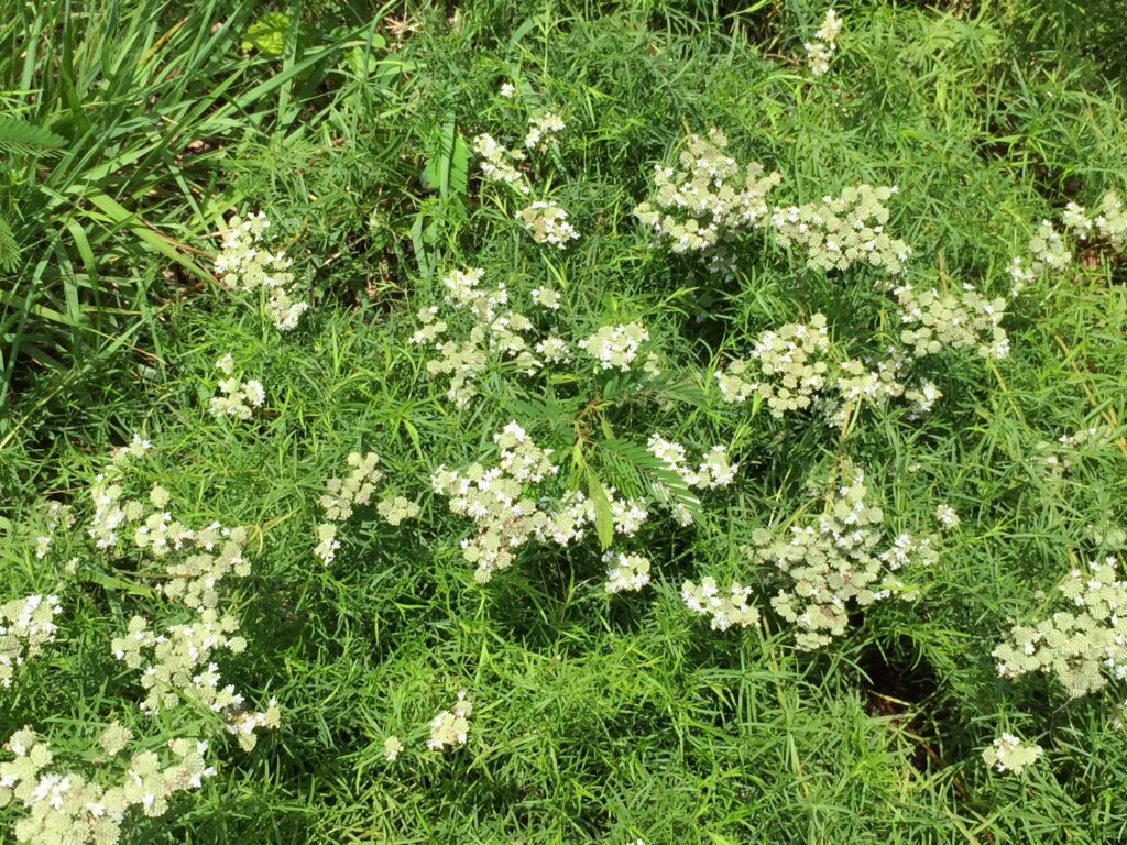  Pycnanthemum tenuifolium  (Slender Mountain-mint)