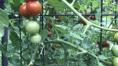 Sakura cherry tomatoes ready to harvest