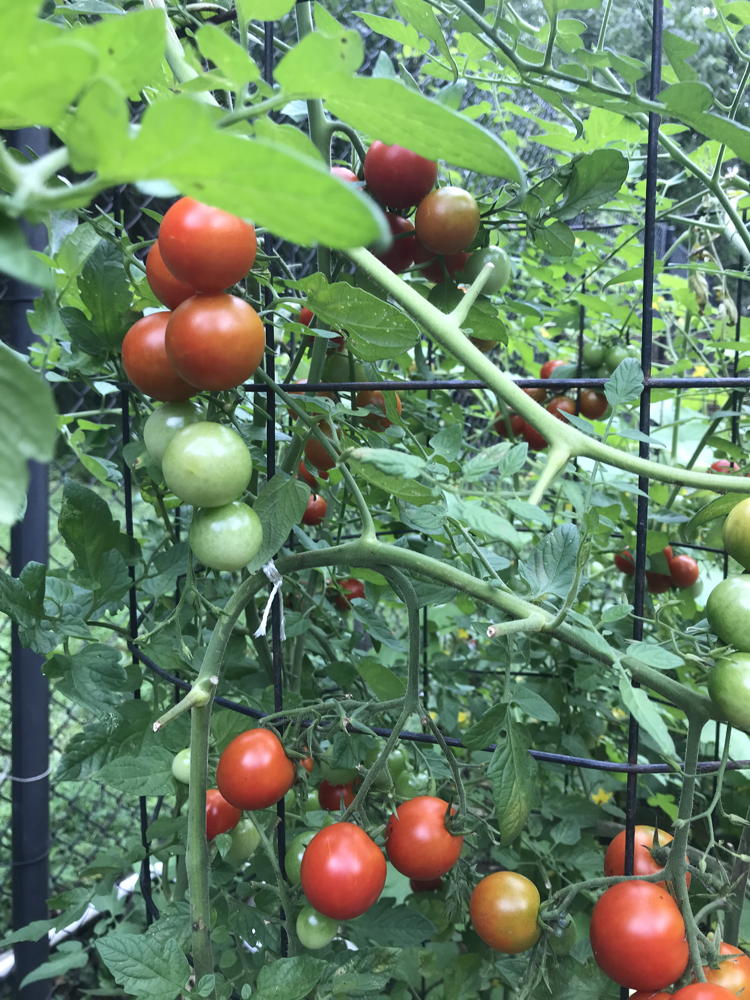 Sakura cherry tomatoes ready to harvest