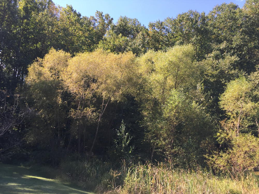 Salix nigra (Black Willow)