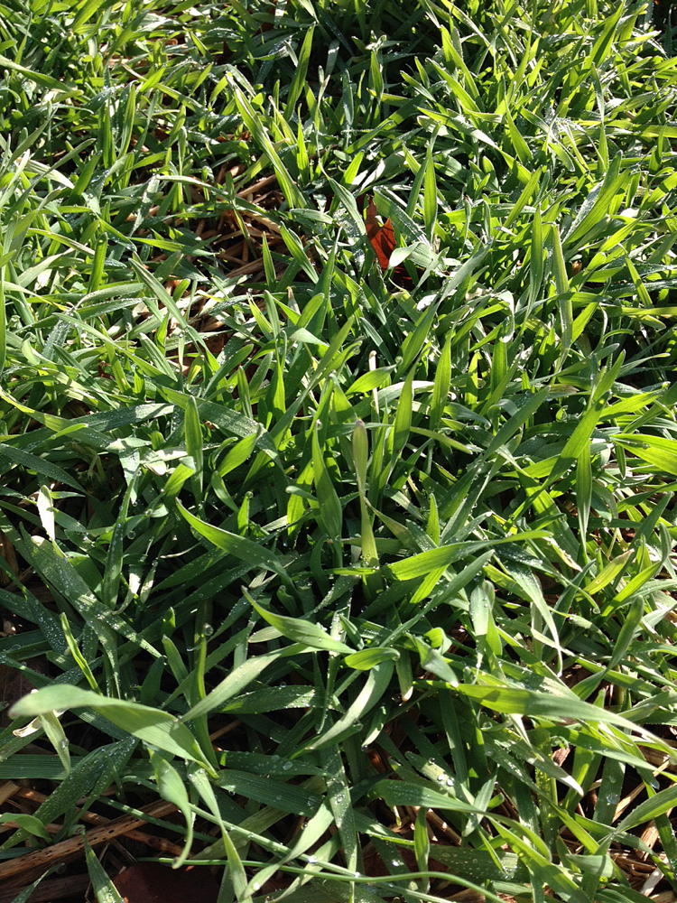 Secale cereale (winter rye).