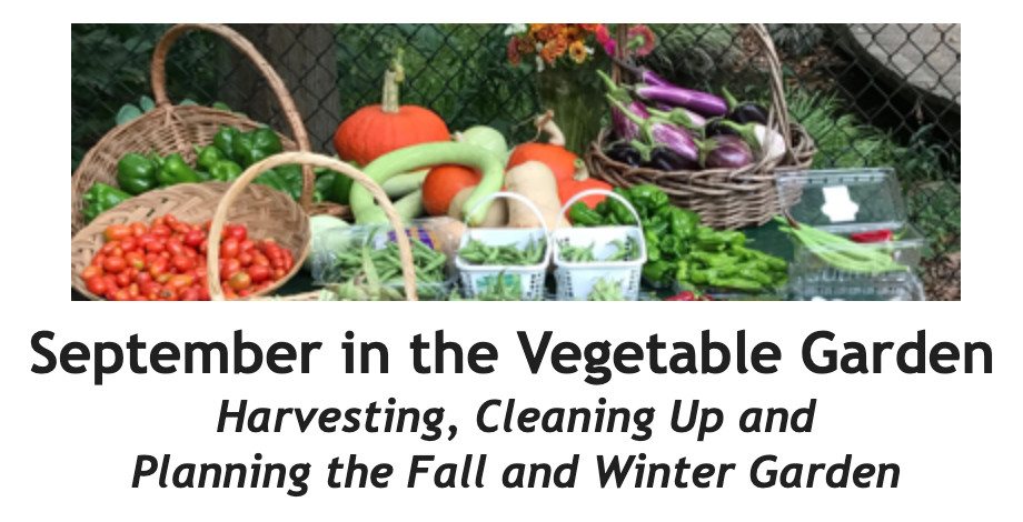 September in the Vegetable Garden Between the Rows Header