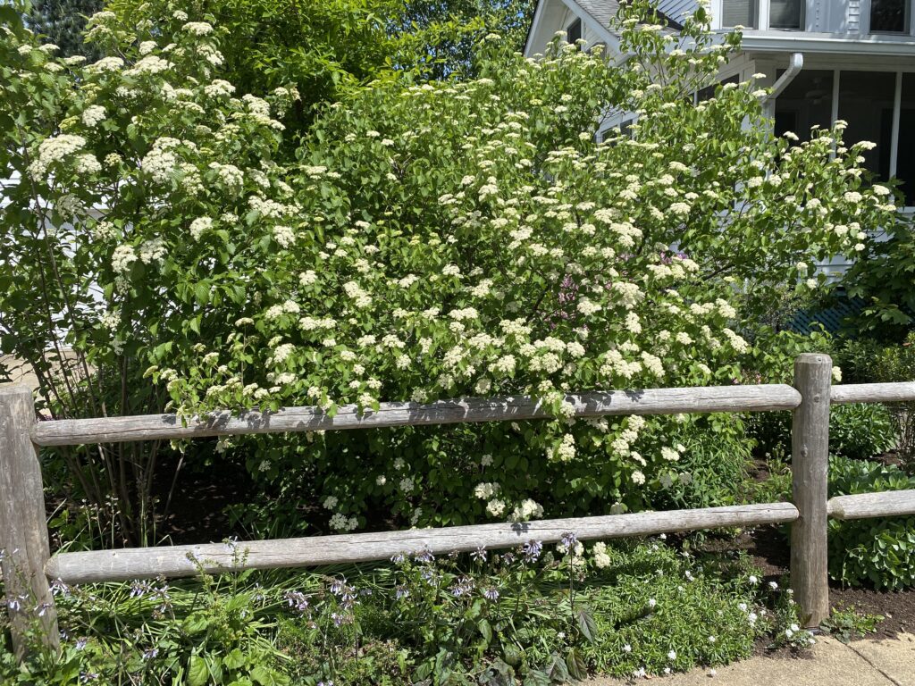 Viburnum dentatum  (arrowwood viburnum)