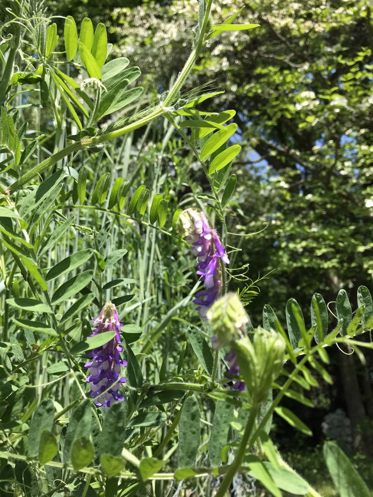 Purple flowers of hairy vetch (Vicia Villosa)