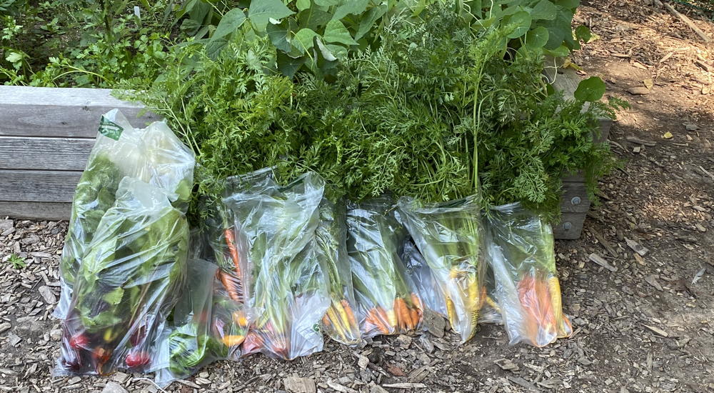 Bagged beets and carrots ready for delivery to AFAC.