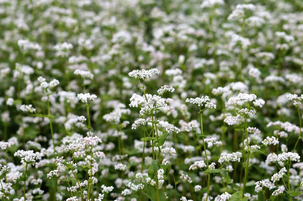 Fagopyrum esculentum (buckwheat) in bloom.