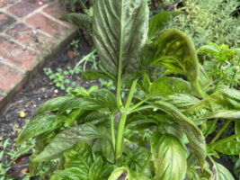 Diseased basil.