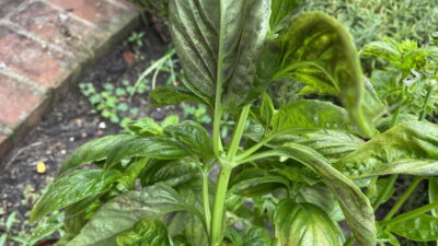 Diseased basil.