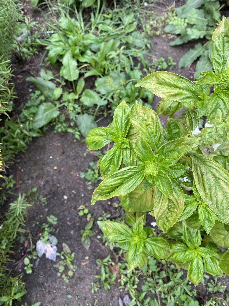 Diseased basil.