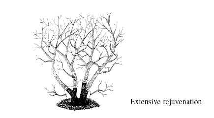 Shrub that has had extensive rejuvenation pruning