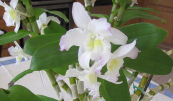 A happy Dendrobium nobile full of fragrant blossoms