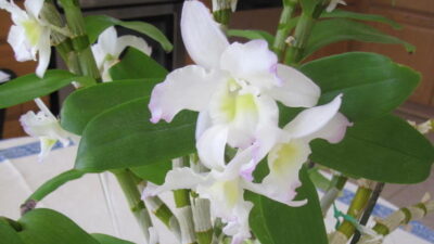 A happy Dendrobium nobile full of fragrant blossoms