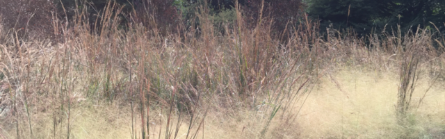 Sorghastrum nutans (Indian Grass) in fall meadow. Photo © 2018 Elaine Mills