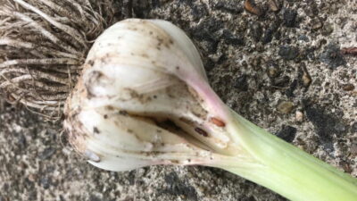 Leafminer damage in garlic bulb.