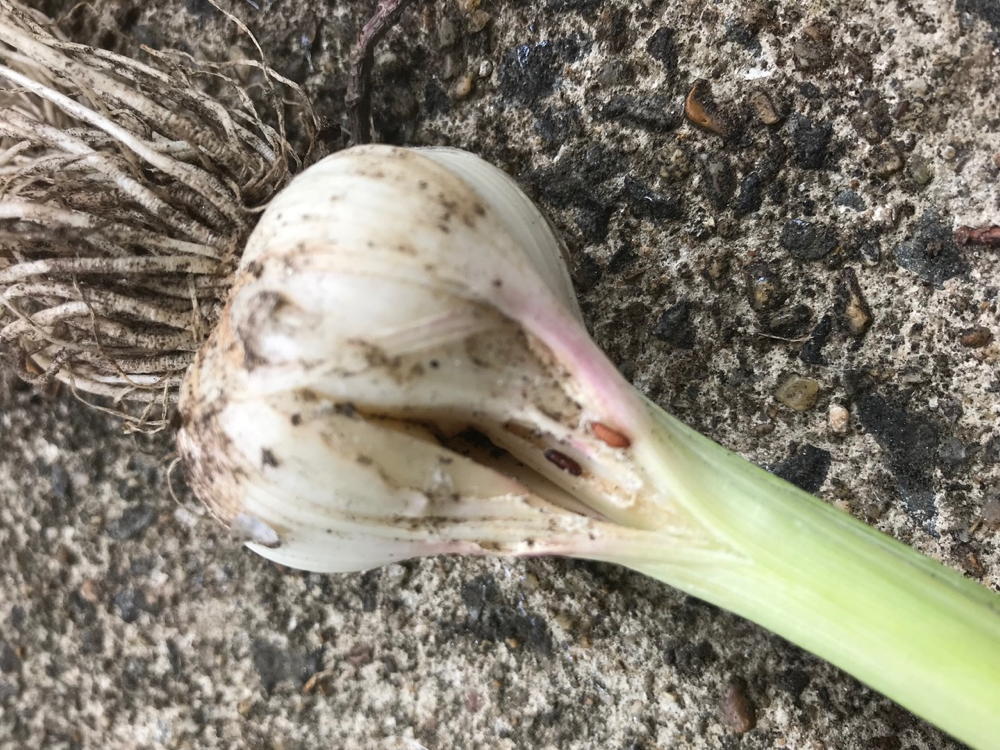 Leafminer damage in garlic bulb.