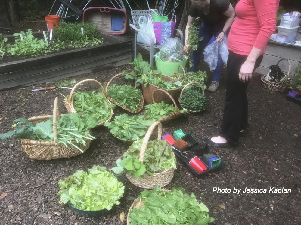 arvesting greens at the Organic Vegetable Garden in March 2021. 