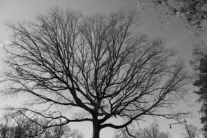black and white photo of large tree in winter