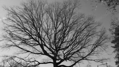black and white photo of large tree in winter