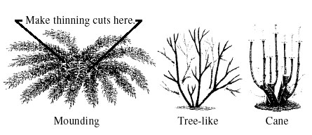 Thinning cuts for mounding plants, tree like shrubs and shrubs with canes