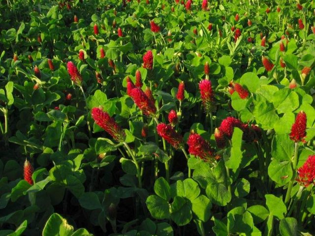 Trifolium incarnatum (crimson clover) in bloom.