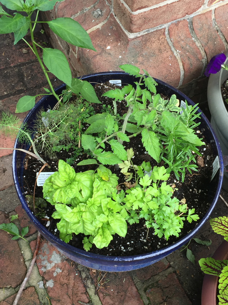 herbs in container