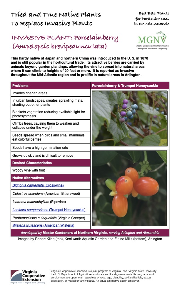 Porcelainberry (Ampelopsis brevipedunculata) fact sheet