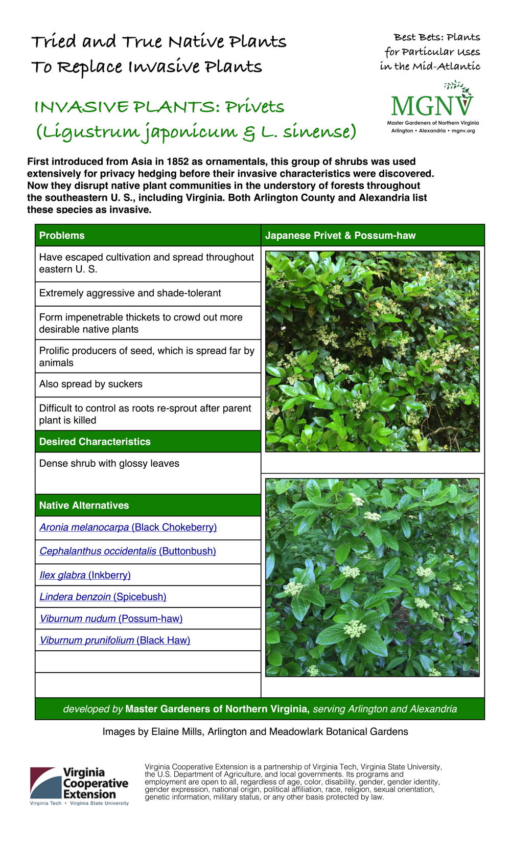 Invasive Privets fact sheet