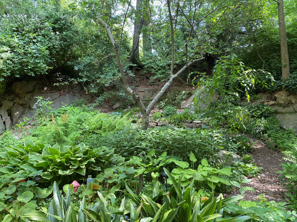 Shade Garden Panorama