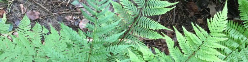 Athyrium asplenioides
