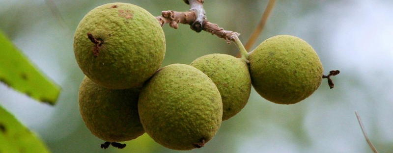 Black walnuts on the tree.