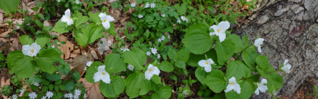 trillium grandiflorum in woods