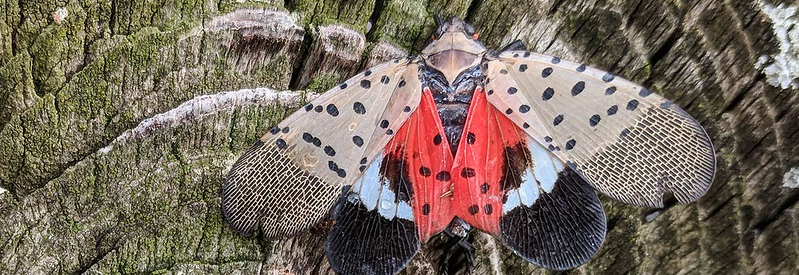 Spotted Lanternfly