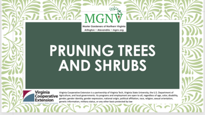 Pruning Trees and Shrubs