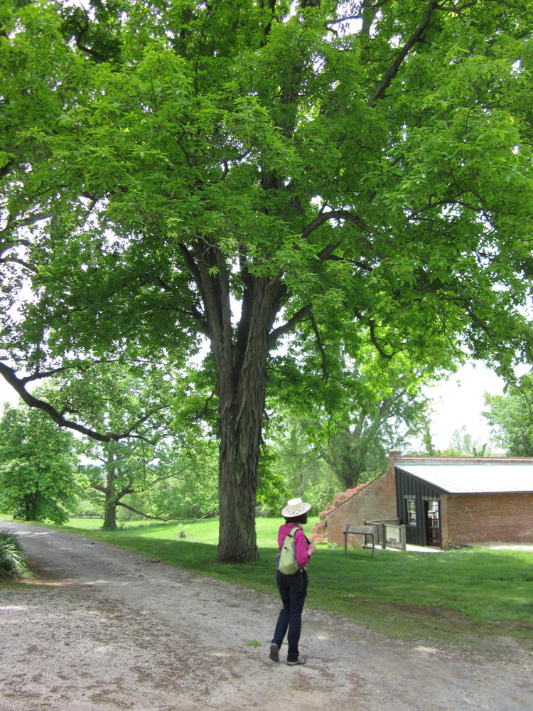 Carya ovata (Shagbark Hickory)