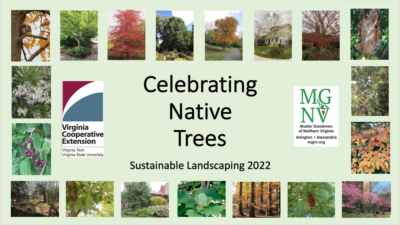 Celebrating Native Trees