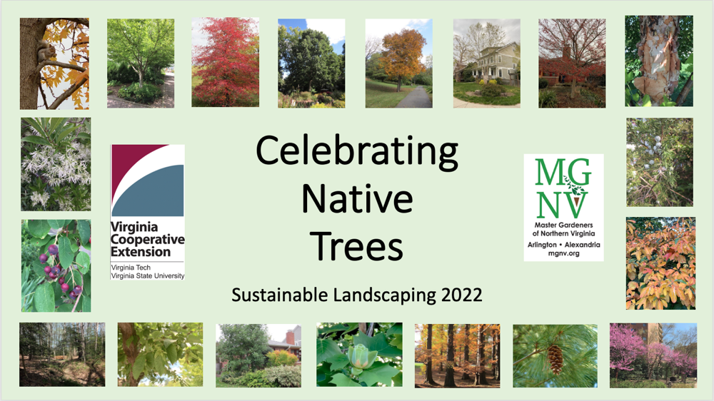 Celebrating Native Trees Title Slide