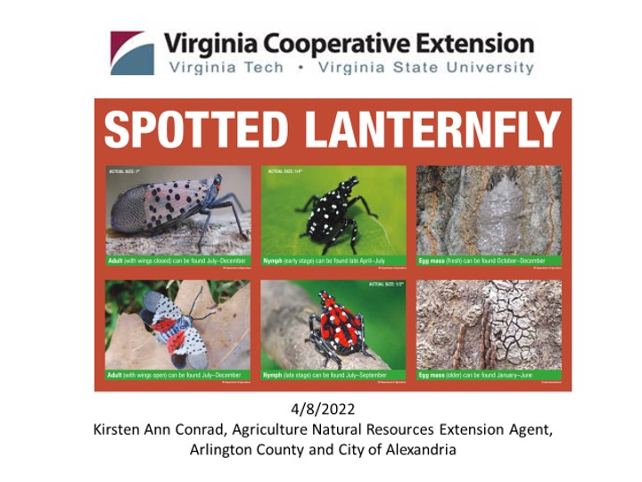 Cover slide for Spotted Lanternfly presentation