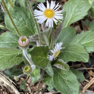 Erigeron pulchellus (Robin's plantain) buds and flowers in April.