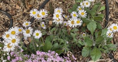 Erigeron pulchellus en masse
