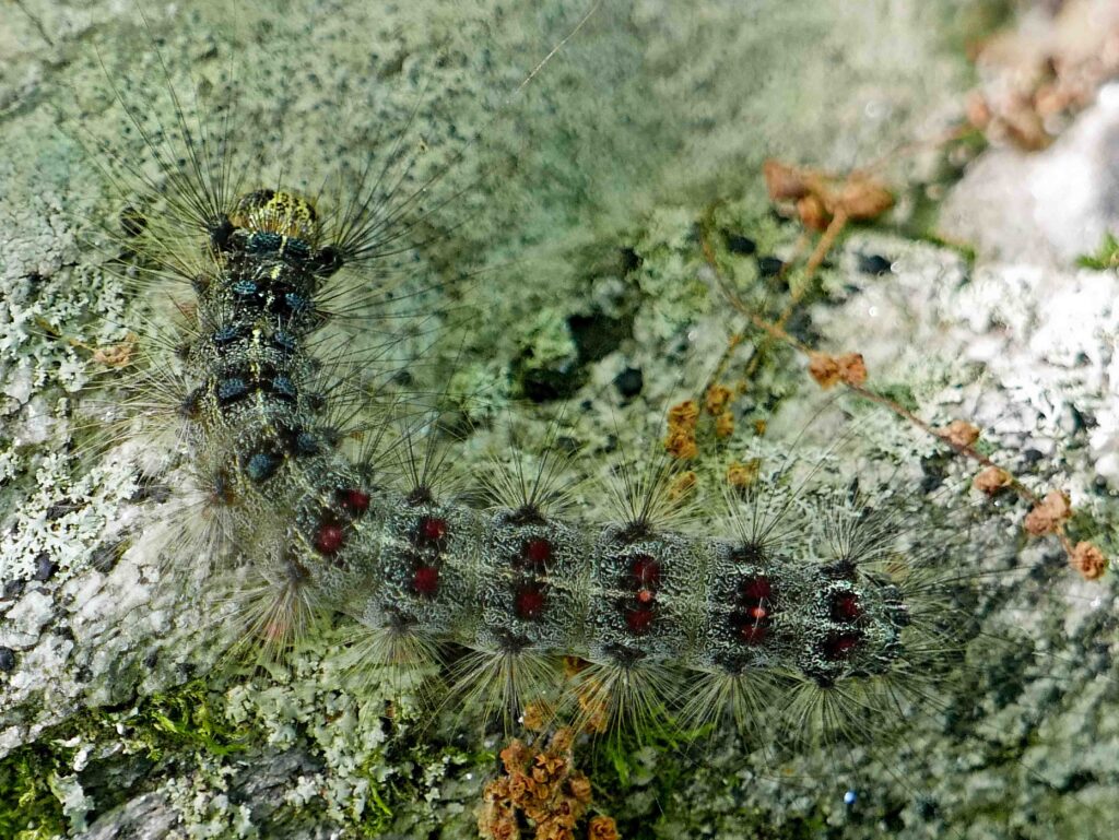 Lymantria dispar (spongy moth) in June.