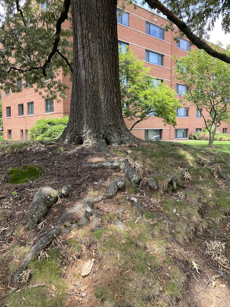Tree roots