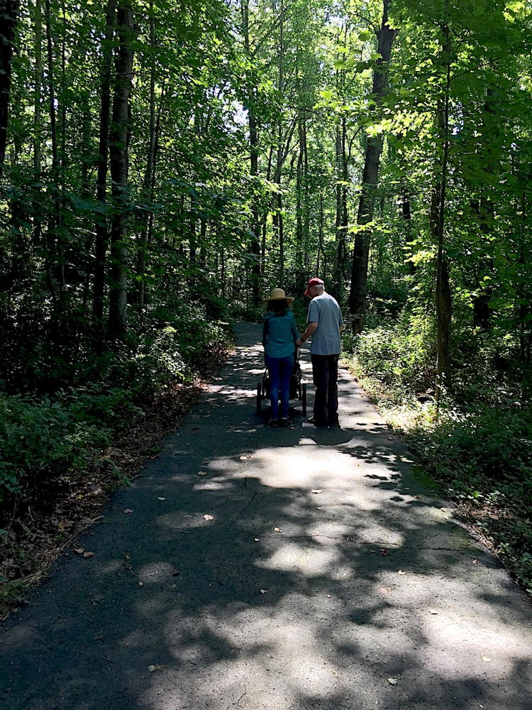 Forest walk