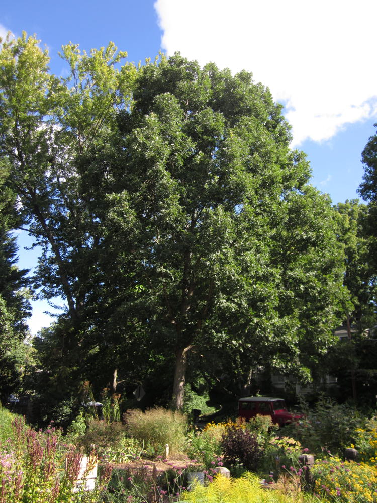 Quercus Alba - White Oak