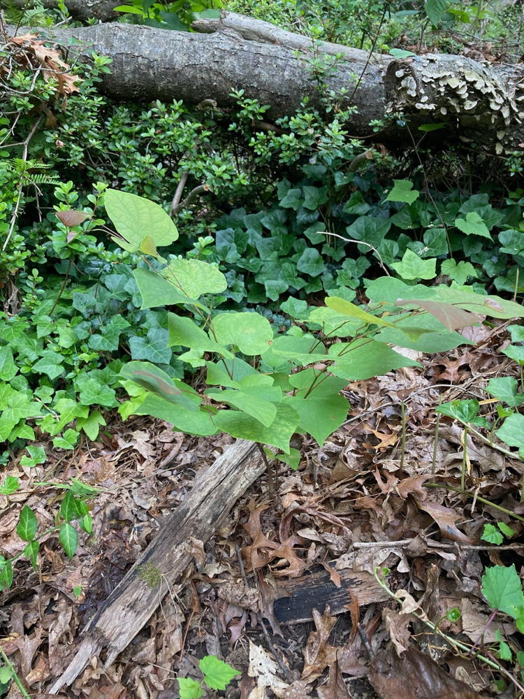 redbud sapling